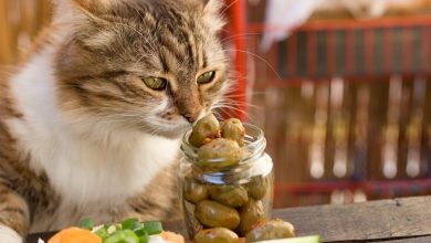 Photo of Can cats eat olives No Further a Mystery