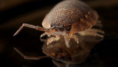 Photo of What are Some Tips to Control Bed Bugs?