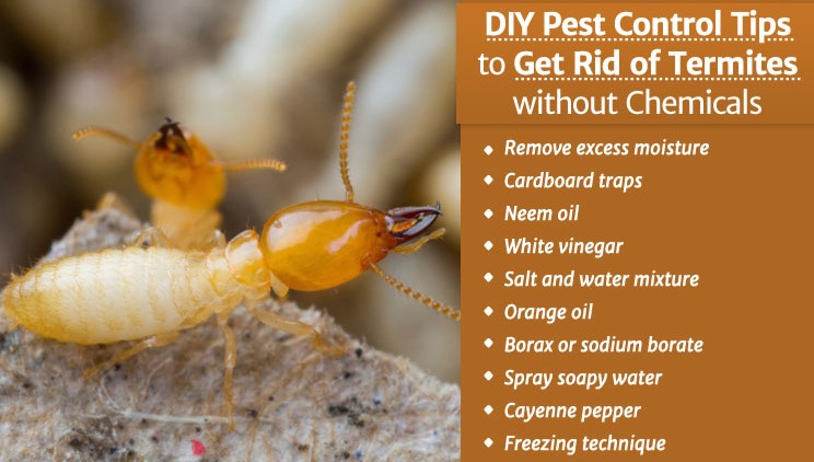 termite control service