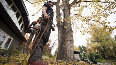 Photo of What Does the Future of the Tree Service Industry Look Like?