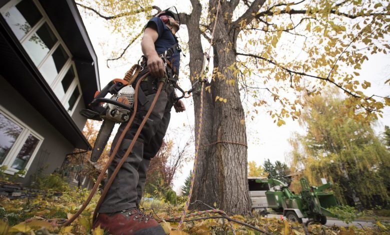 Tree Service