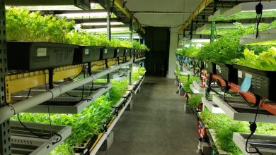 Photo of Finding A Hydroponics Shop Near Me!