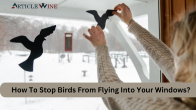 Photo of How To Stop Birds From Flying Into Your Windows?